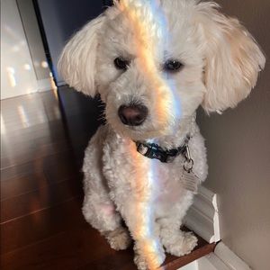 Meet your Posher, Jacqueline